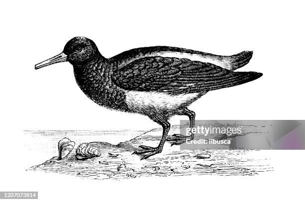 antique animal illustration: eurasian oystercatcher (haematopus ostralegus) - black oystercatcher stock illustrations