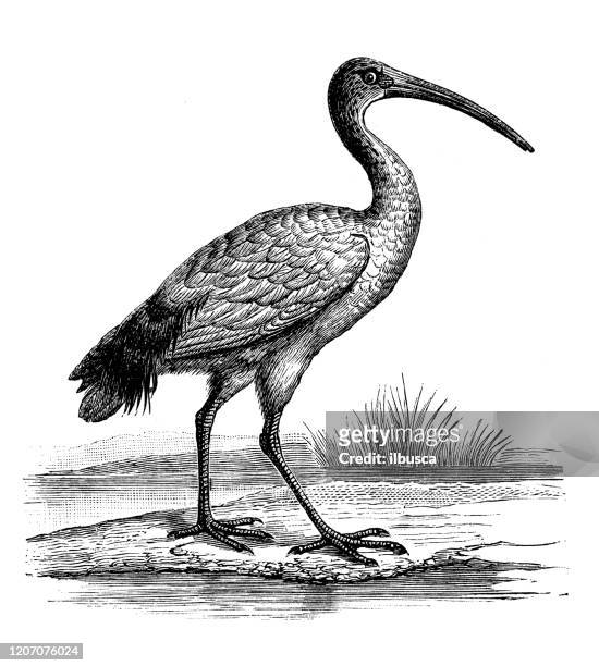 antike tier-illustration: afrikanische heilige ibis (threskiornis aethiopicus) - ibis stock-grafiken, -clipart, -cartoons und -symbole