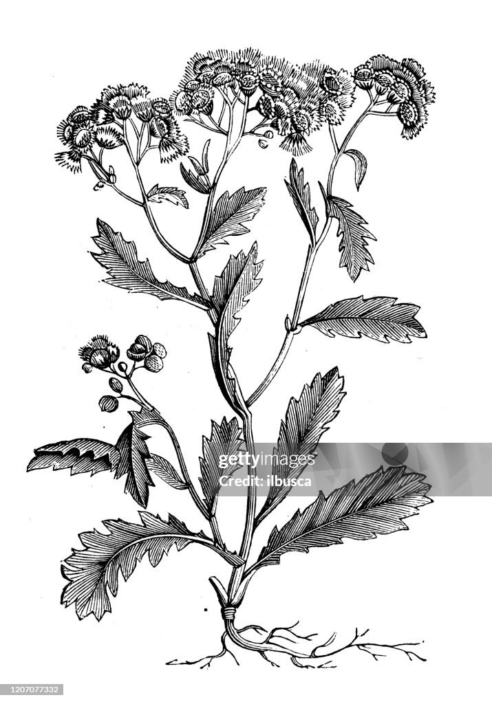 Antike Botanik Illustration: Helichrysum stoechas