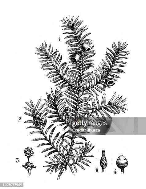 illustrations, cliparts, dessins animés et icônes de illustration de botanique antique : taxus baccata, ouf - if