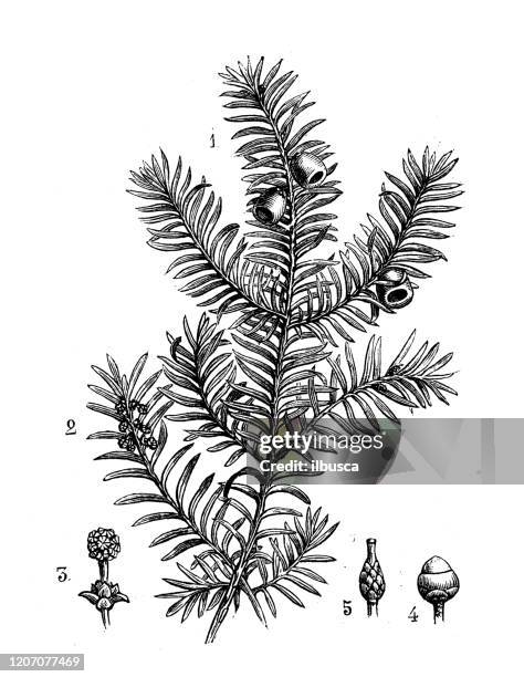 antique botany illustration: taxus baccata, yew - yew tree stock illustrations