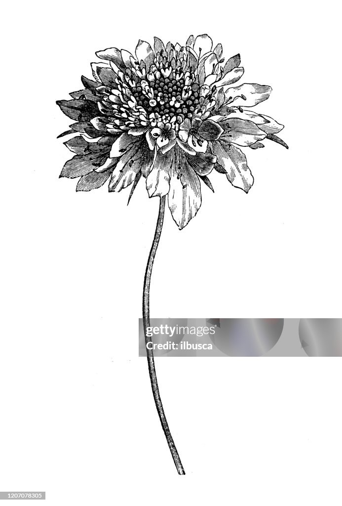 Antique botany illustration: Scabiosa, scabious, pincushion flowers