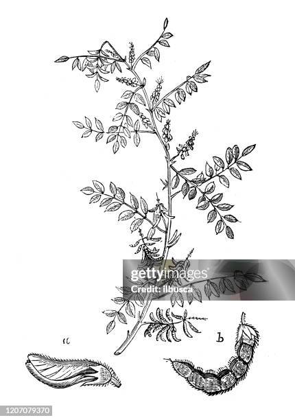 stockillustraties, clipart, cartoons en iconen met antieke plantkundeillustratie: indigofera tinctoria, ware indigo - indigo plant