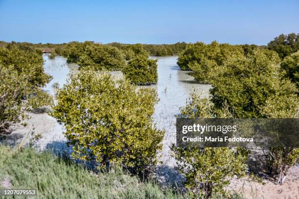 jubail mangrove park, abu dhabi - abu dhabi mangroves stock pictures, royalty-free photos & images
