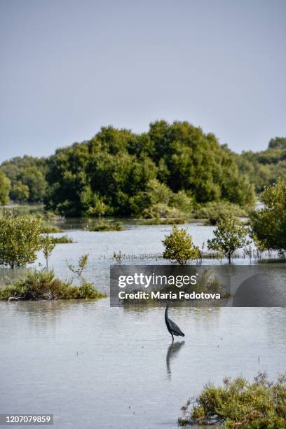 mangrove forest, adu dhabi, uae - abu dhabi mangroves stock pictures, royalty-free photos & images