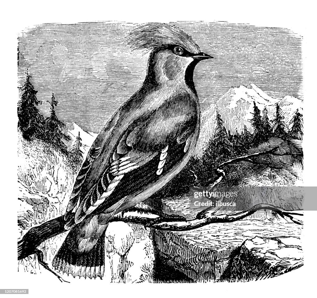 Antique animal illustration: Bohemian waxwing (Bombycilla garrulus)
