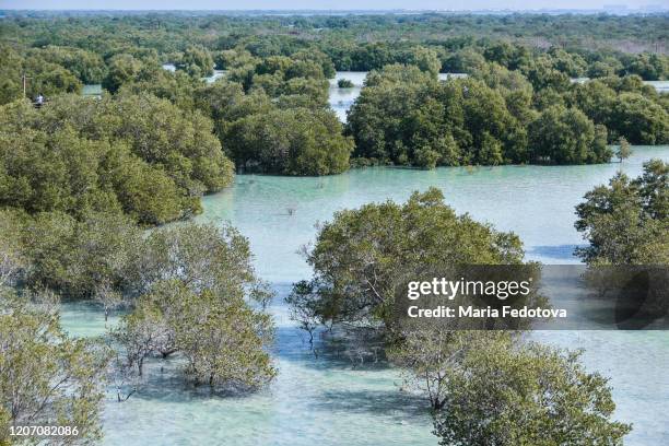 jubail mangrove park, abu dhabi - abu dhabi mangroves stock pictures, royalty-free photos & images