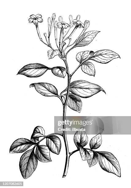 antique botany illustration: jasmine, jasminum - jasmine flower stock illustrations