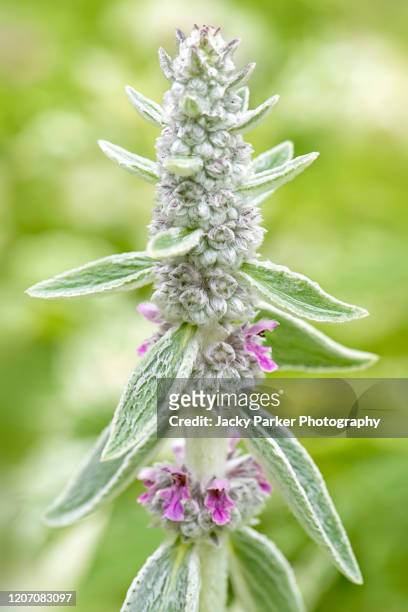 close-up image of the summer flowering lamb's ears flowers also known as stachys byzantina 'silver carpet' or bears ear flower - big ears stock pictures, royalty-free photos & images