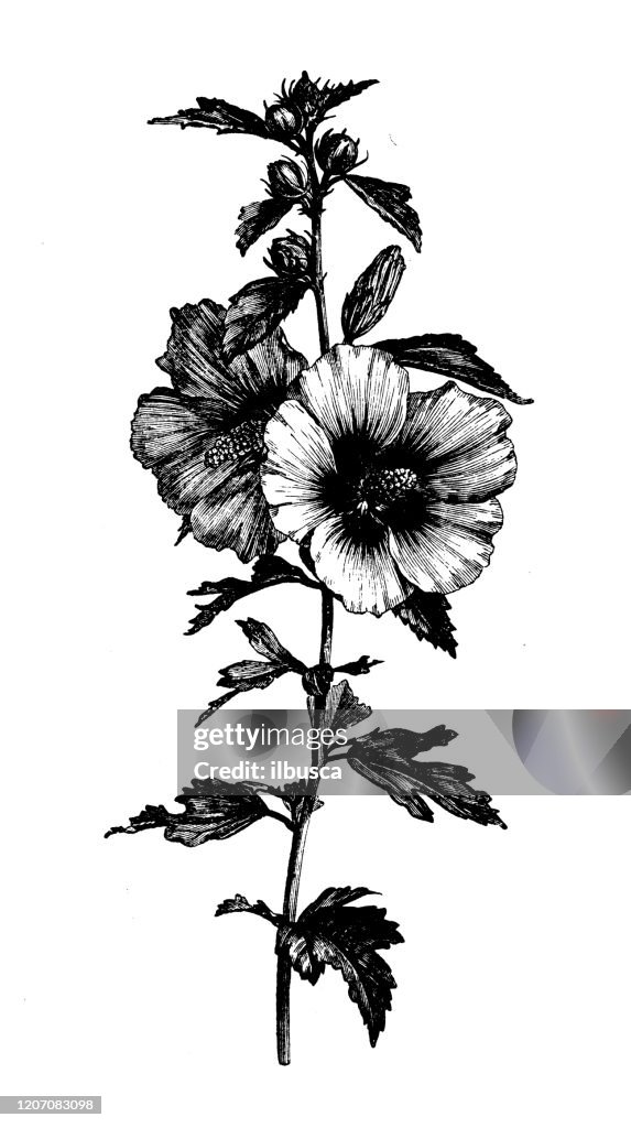 Antique botany illustration: Hibiscus syriacus, Syrian ketmia, shrub althea, rose mallow