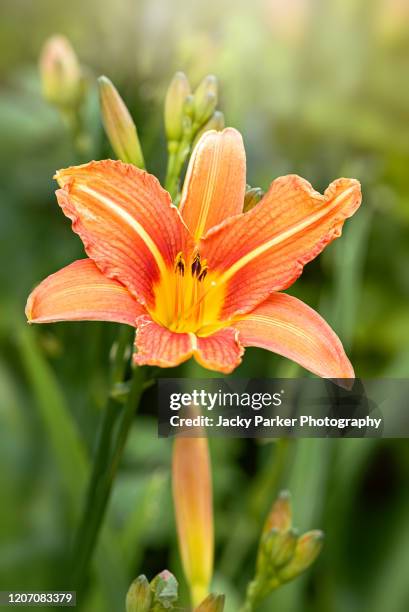 hemerocallis fulva, the orange day-lily, tawny daylily, tiger daylily, fulvous daylily or ditch lily flower - taglilie stock-fotos und bilder