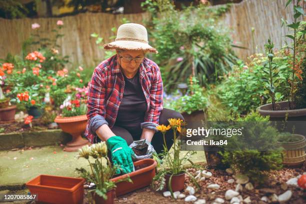 senior woman planting flowers in a pot - sun hat stock pictures, royalty-free photos & images