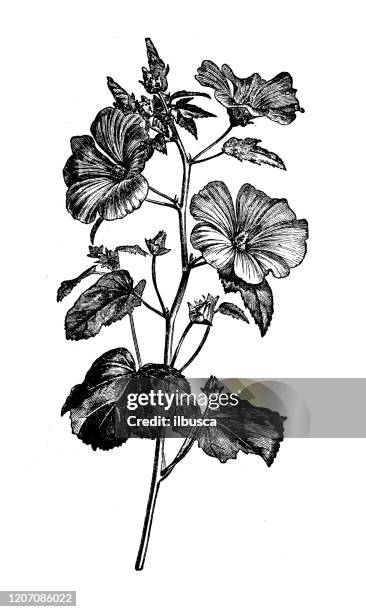 ilustraciones, imágenes clip art, dibujos animados e iconos de stock de ilustración de botánica antigua: lavatera trimestris, malva anual, malva rosa - malva