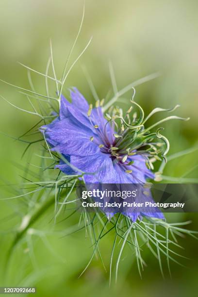 close-up image of the beautiful spring love-in-a-mist white flower also known as nigella damascena - nigella stock pictures, royalty-free photos & images