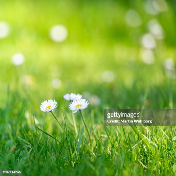 春の草の中で一般的なデイジー - ヒナギク ストックフォトと画像