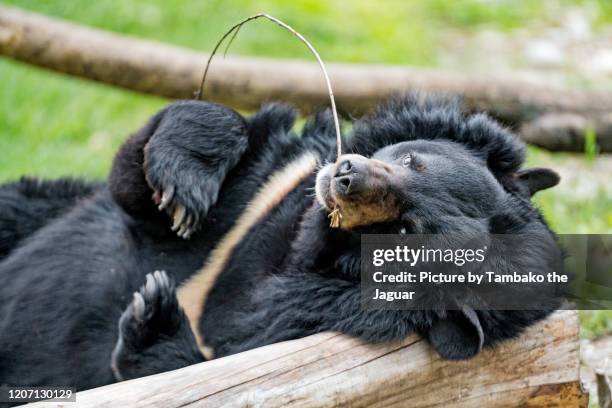 asian black bear playing with a branch - oso negro asiático fotografías e imágenes de stock