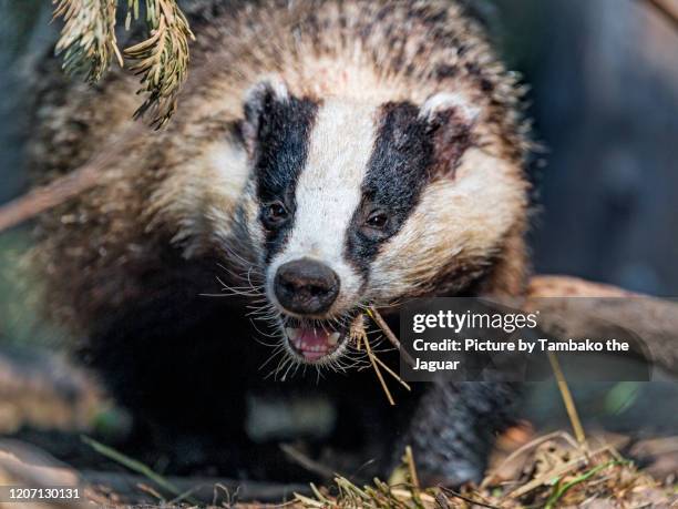 happy badger walking - badger stock pictures, royalty-free photos & images