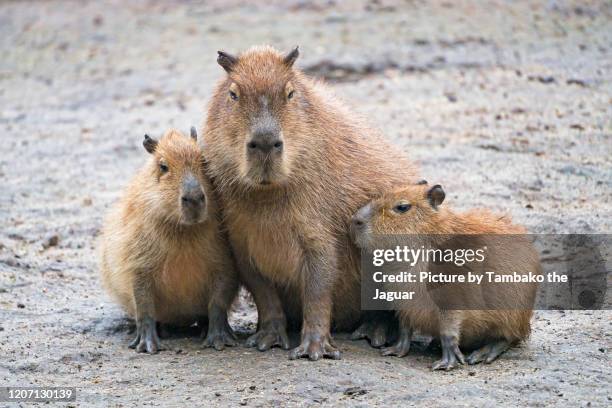 capybara mother with offspring - capybara ストックフォトと画像