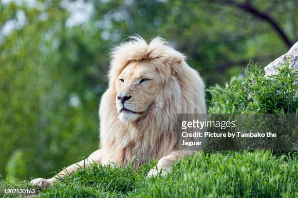 4,444 White Lion Photos and Premium High Res Pictures - Getty Images