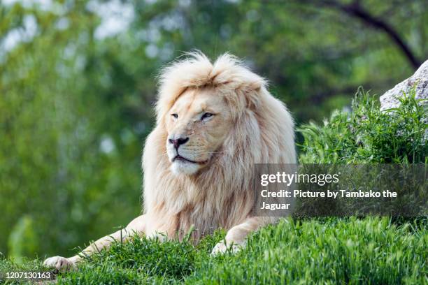 4,444 White Lion Photos and Premium High Res Pictures - Getty Images 4,444 White Lion Photos and Premium High Res Pictures - Getty Images