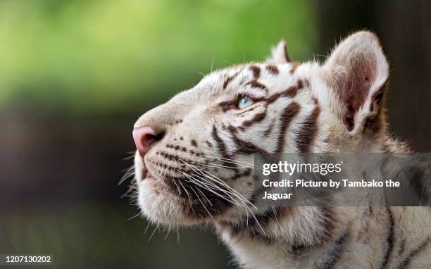 profile of a white tiger cub - tiger cub - fotografias e filmes do acervo