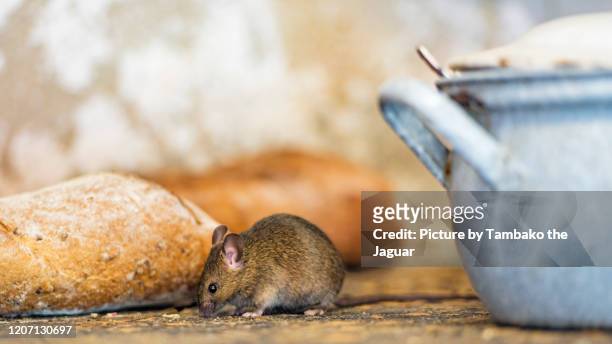 mouse besides bread - mini mouse stock pictures, royalty-free photos & images