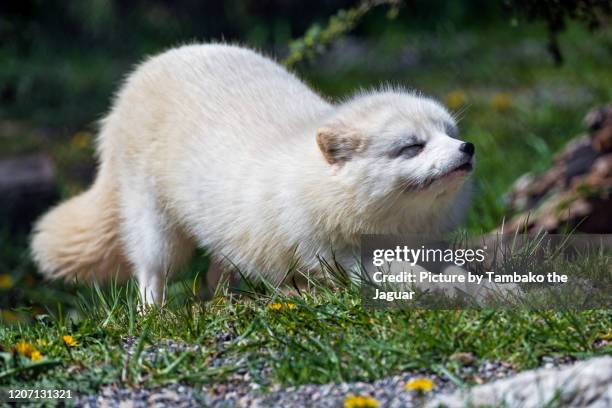 arctic fox stretching - fox ストックフォトと画像