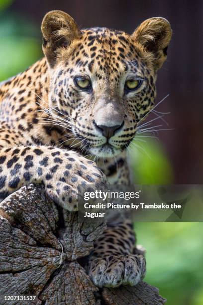 cute young leopardess posing on a log - leopard cub stock pictures, royalty-free photos & images