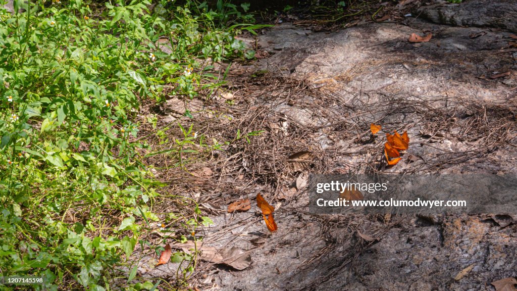 Orange Cruiser Butterflies in Thailand