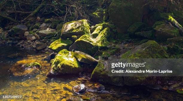 moss on the large stones in the water near the golondrinas waterfalls, belmira protected natural area - solido fotografías e imágenes de stock