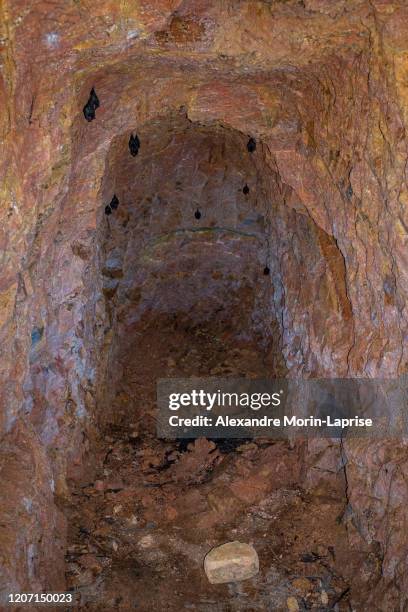 small cave where bats live, some are resting during the day - noctule bat stock pictures, royalty-free photos & images