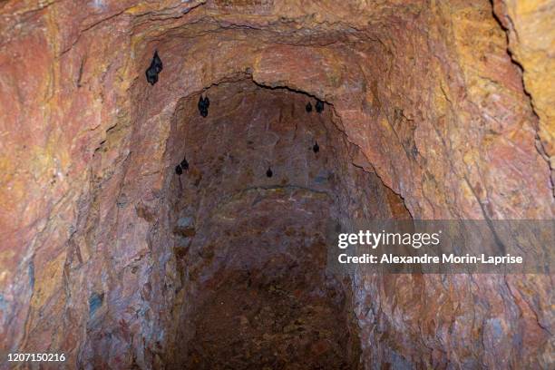 small cave where bats live, some are resting during the day - noctule bat stock pictures, royalty-free photos & images