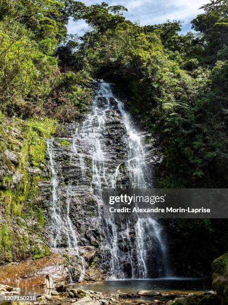 lots of vegetation, plants, moss on the rocks at las golondrinas waterfalls in antioquia, colombia - antioquia stock pictures, royalty-free photos & images