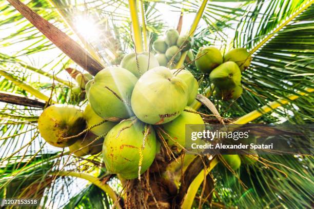 fresh coconuts hanging on a palm tree - kokospalme stock-fotos und bilder