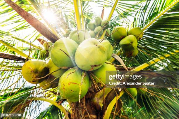 fresh coconuts hanging on a palm tree - coconut palm tree stock pictures, royalty-free photos & images