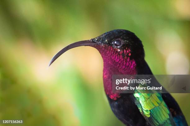 closeup of a purple-throated carib hummingbird (eulampis jugularis), balata, martinique - isla martinica fotografías e imágenes de stock