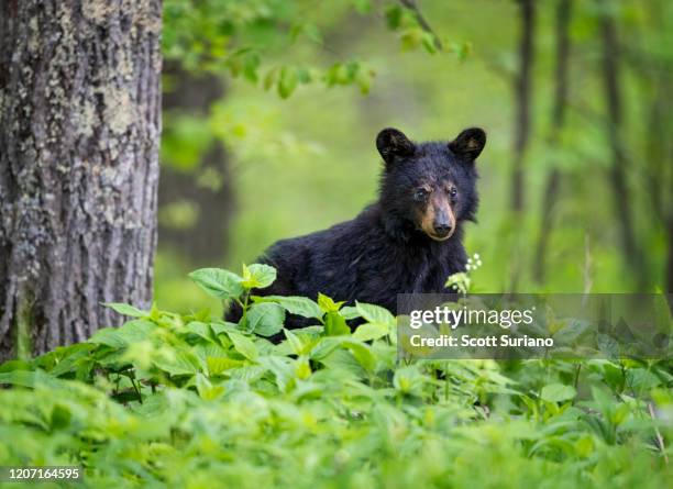 spring cub - shenandoah national park stock pictures, royalty-free photos & images