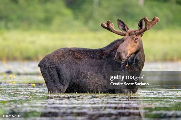 moose slop - baxter state park bildbanksfoton och bilder