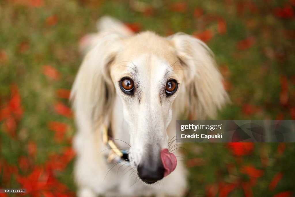 Cachorro Saluki olhando para a câmera e lambendo seu focinha no parque
