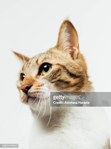 headshot of tabby cat - cat studio stock pictures, royalty-free photos & images