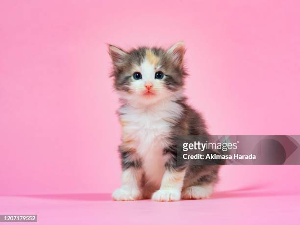 kitten on pink background - cute cat stock pictures, royalty-free photos & images