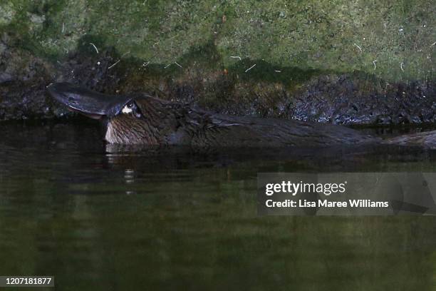 Platypus rises its head above the water at Taronga Zoo on February 19, 2020 in Sydney, Australia. Taronga Zoo is currently caring for seven platypus...
