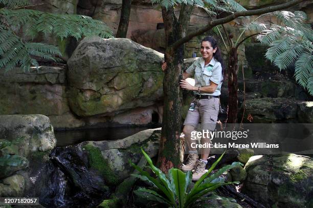 Zoo keeper Claudia Bianchi works in the platypus enclosure at Taronga Zoo on February 19, 2020 in Sydney, Australia. Taronga Zoo is currently caring...