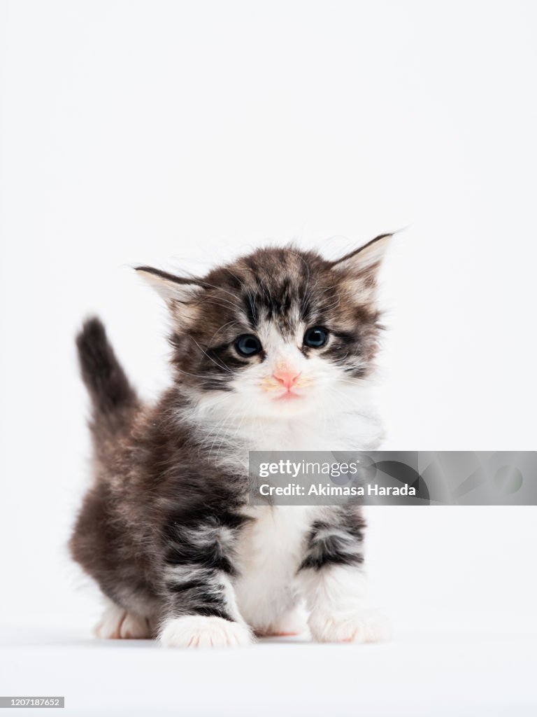 Kitten on white background
