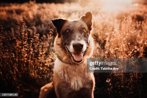 hund schäferhund im gegenlicht portrait - german shepherd stock pictures, royalty-free photos & images