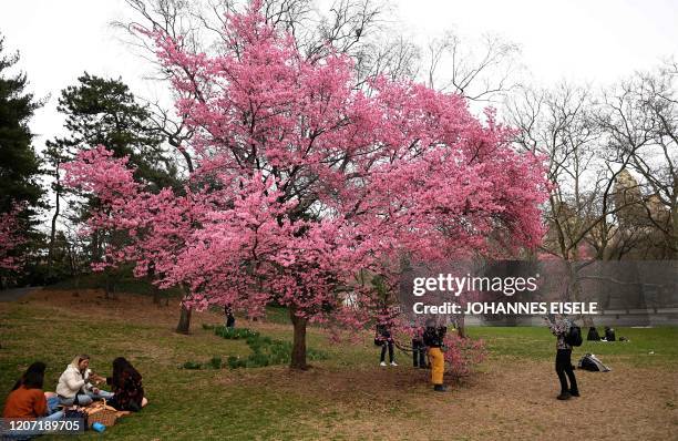 People enjoy the sun in Central Park on March 14, 2020 in New York City. - The World Health Organization said March 13, 2020 it was not yet possible...