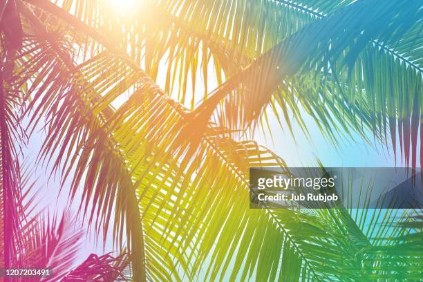 abstract palm trees with colorful sky and sunny day in pattaya. - strand pattaya stockfoto's en -beelden