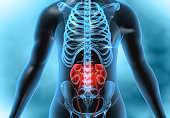 Kidney in transparent human body
