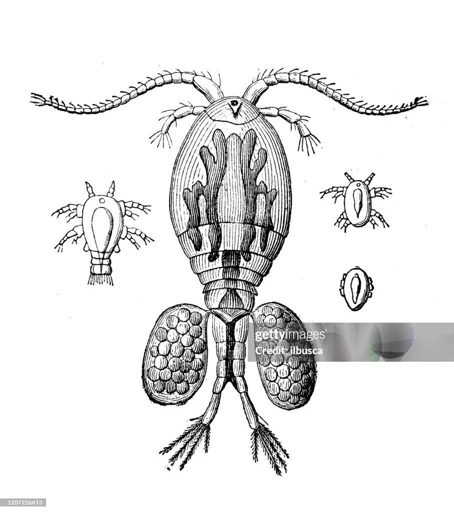 Antique animal illustration: Cyclop female with eggs