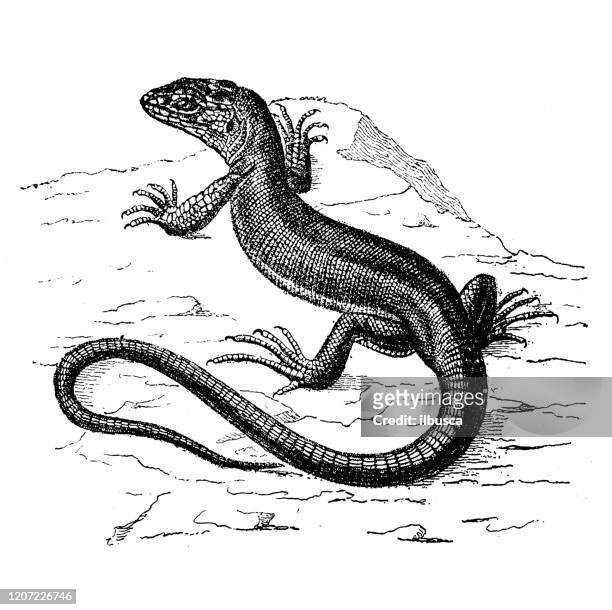 antique animal illustration: green lizard - lizard stock illustrations